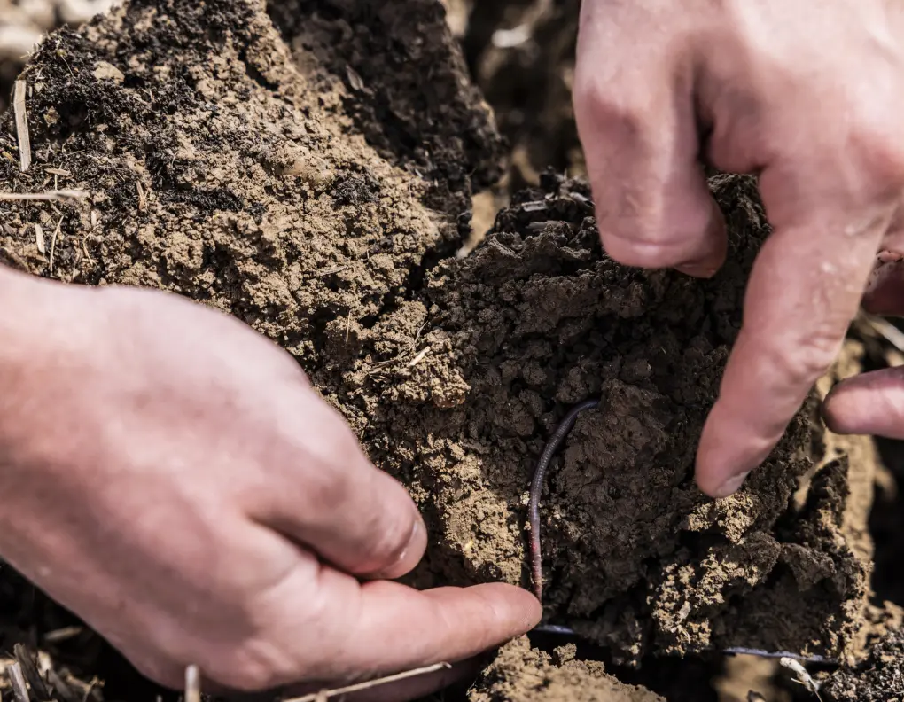 Saint Louis Sucre a lancé en 2022 le programme '"Sols Vivants" en lien avec Nestlé